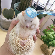 Dual-function Hamster Bath Brush For Easy Grooming And Cleaning